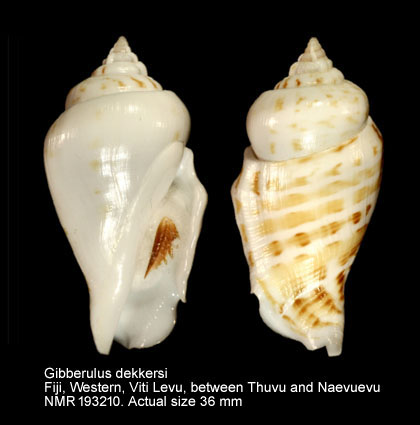 Gibberulus dekkersi (3).jpg - Gibberulus dekkersi S.J.Maxwell, Hernandez Duran, Rowell & Rymer,2021